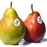 Photo of some French Williams' pears